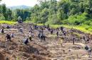 Penanaman pohon di lokasi yang sebelumnya merupakan tambang ilegal di kawasan Tahura Bukit Soeharto di Kecamatan Samboja, Kabupaten Kutai Kartanegara. (Foto: Dok Humas OIKN)