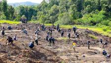 Penanaman pohon di lokasi yang sebelumnya merupakan tambang ilegal di kawasan Tahura Bukit Soeharto di Kecamatan Samboja, Kabupaten Kutai Kartanegara. (Foto: Dok Humas OIKN)