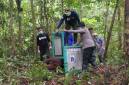 Petugas melepasliarkan orangutan di Taman Nasional Bukit Baka Bukit Raya. (Foto: Yayasan BOS)
