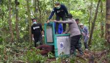 Petugas melepasliarkan orangutan di Taman Nasional Bukit Baka Bukit Raya. (Foto: Yayasan BOS)