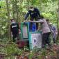 Petugas melepasliarkan orangutan di Taman Nasional Bukit Baka Bukit Raya. (Foto: Yayasan BOS)
