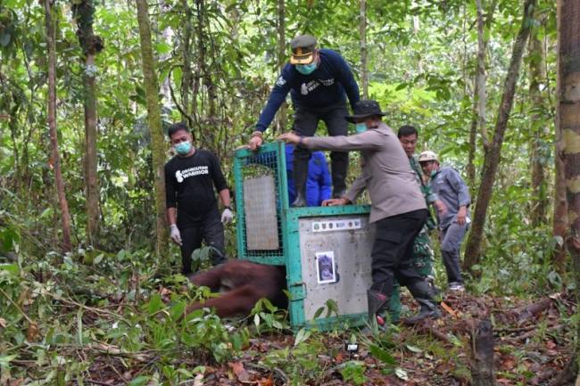 Petugas melepasliarkan orangutan di Taman Nasional Bukit Baka Bukit Raya. (Foto: Yayasan BOS)
