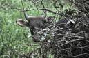 Banteng Kalimantan (Bos javanicus lowi) merupakan subspesies liar berstatus terancam punah yang mendiami area hutan pedalaman TNK. (Foto: Dok Balai TNK)
