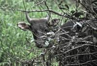 Banteng Kalimantan (Bos javanicus lowi) merupakan subspesies liar berstatus terancam punah yang mendiami area hutan pedalaman TNK. (Foto: Dok Balai TNK)
