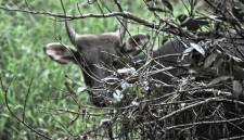 Banteng Kalimantan (Bos javanicus lowi) merupakan subspesies liar berstatus terancam punah yang mendiami area hutan pedalaman TNK. (Foto: Dok Balai TNK)