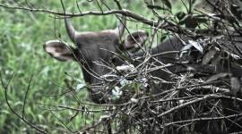 Banteng Kalimantan (Bos javanicus lowi) merupakan subspesies liar berstatus terancam punah yang mendiami area hutan pedalaman TNK. (Foto: Dok Balai TNK)
