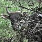 Banteng Kalimantan (Bos javanicus lowi) merupakan subspesies liar berstatus terancam punah yang mendiami area hutan pedalaman TNK. (Foto: Dok Balai TNK)
