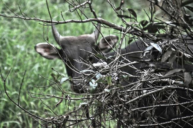 Banteng Kalimantan (Bos javanicus lowi) merupakan subspesies liar berstatus terancam punah yang mendiami area hutan pedalaman TNK. (Foto: Dok Balai TNK)
