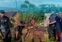 Barang bukti sawit di Kotawaringin Timur yang gagal dicuri. (Foto: dok Polres Kotim)
