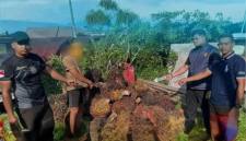 Barang bukti sawit di Kotawaringin Timur yang gagal dicuri. (Foto: dok Polres Kotim)