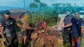 Barang bukti sawit di Kotawaringin Timur yang gagal dicuri. (Foto: dok Polres Kotim)
