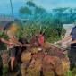 Barang bukti sawit di Kotawaringin Timur yang gagal dicuri. (Foto: dok Polres Kotim)