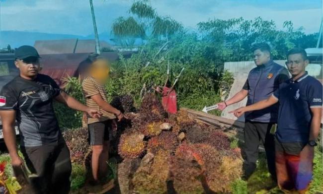 Barang bukti sawit di Kotawaringin Timur yang gagal dicuri. (Foto: dok Polres Kotim)