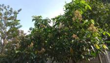 
Pohon Kayu Halaban. (Foto: Dokpri/Istimewa)