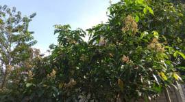 
Pohon Kayu Halaban. (Foto: Dokpri/Istimewa)