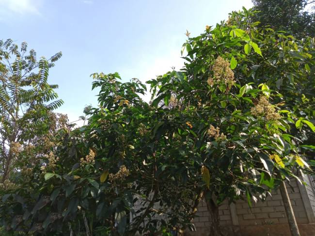 
Pohon Kayu Halaban. (Foto: Dokpri/Istimewa)