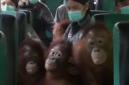 Sejumlah individu anak orang utan yang dipindahkan ke sekolah hutan baru di Nyaru Menteng, Kalteng. (Foto: Istimewa)