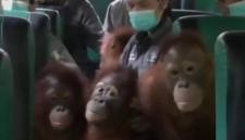 Sejumlah individu anak orang utan yang dipindahkan ke sekolah hutan baru di Nyaru Menteng, Kalteng. (Foto: Istimewa)