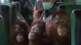 Sejumlah individu anak orang utan yang dipindahkan ke sekolah hutan baru di Nyaru Menteng, Kalteng. (Foto: Istimewa)
