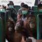 Sejumlah individu anak orang utan yang dipindahkan ke sekolah hutan baru di Nyaru Menteng, Kalteng. (Foto: Istimewa)