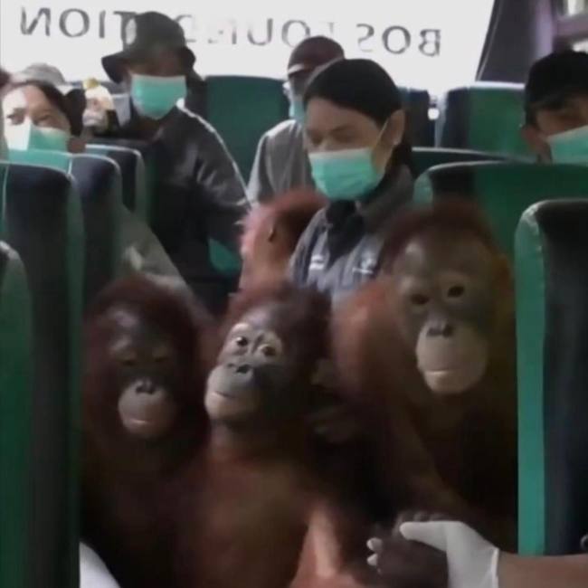 Sejumlah individu anak orang utan yang dipindahkan ke sekolah hutan baru di Nyaru Menteng, Kalteng. (Foto: Istimewa)