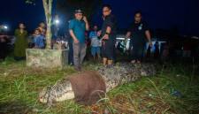 Tim Respon Cepat Balai Pengelolaan Kelautan (Balai PK) Pontianak mengamankan buaya muara berukuran panjang 4,5 meter dari area tambak warga di Desa Jelu Air, Kabupaten Sambas, Kalimantan Barat, setelah terjerat jaring, Senin (27/7/2026). (Foto: HO-Sealife Indonesia)