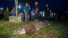 Tim Respon Cepat Balai Pengelolaan Kelautan (Balai PK) Pontianak mengamankan buaya muara berukuran panjang 4,5 meter dari area tambak warga di Desa Jelu Air, Kabupaten Sambas, Kalimantan Barat, setelah terjerat jaring, Senin (27/7/2026). (Foto: HO-Sealife Indonesia)