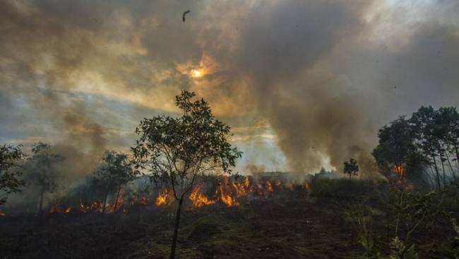 
Karhutla di Kalsel. (Foto: Antara/Bayu Pratama S)