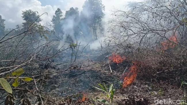 Karhutla di Kotawaringin Barat. (Foto: detikKalimantan)