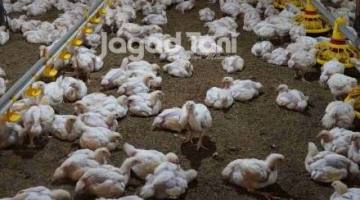 RIBUAN Ekor Ayam Mati Gegara Listrik Padam, Peternak Ancam Buang Bangkai ke Kantor PLN