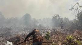 Petugas BPBD Kotawaringin Timur berjuang memadamkan api karhutla. (Foto: BPBD Kotim)