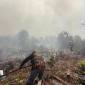 Petugas BPBD Kotawaringin Timur berjuang memadamkan api karhutla. (Foto: BPBD Kotim)