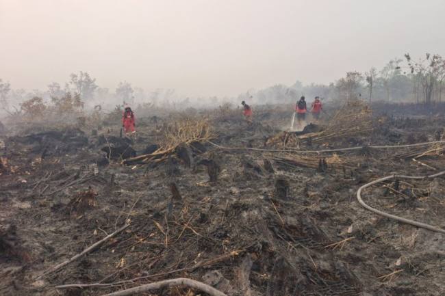 
Petugas terus berupaya melakukan penanganan karhutla di kawasan Petuk Katimpun, Palangka Raya, Rabu (19/8/2026). (Foto: Antara/M Arif Hidayat)