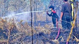 Satgas Darat memadamkan bara api di lahan gambut akibat kebakaran hutan dan lahan (karhutla) di Banjarbaru, Kalimantan Selatan, Senin (24/8/2026). (Foto: Antara)