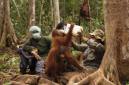 Petugas Yayasan BOS melakukan proses rehabilitas terhadap orangutan. (Foto: HO-Yayasan BOS)