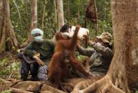 Petugas Yayasan BOS melakukan proses rehabilitas terhadap orangutan. (Foto: HO-Yayasan BOS)