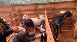 Dinas Ketahanan Pangan, Pertanian, dan Perikanan (DKP3) Kabupaten Balangan melakukan surveilans dan pelayanan kesehatan hewan di Kecamatan Paringin Selatan dan Paringin, Kamis (23/7/2026), untuk memastikan kondisi kesehatan ternak sekaligus mendeteksi dini potensi penyebaran penyakit. - Foto: MC Balangan

