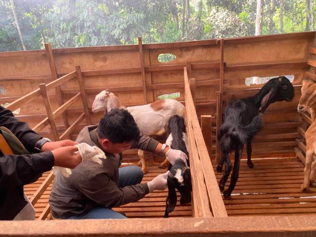 Dinas Ketahanan Pangan, Pertanian, dan Perikanan (DKP3) Kabupaten Balangan melakukan surveilans dan pelayanan kesehatan hewan di Kecamatan Paringin Selatan dan Paringin, Kamis (23/7/2026), untuk memastikan kondisi kesehatan ternak sekaligus mendeteksi dini potensi penyebaran penyakit. - Foto: MC Balangan

