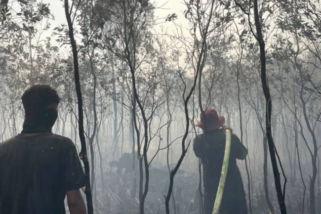 Petugas Dishut Kalsel melakukan pendinginan usai memadamkan titik kebakaran hutan dan lahan (karhutla) agar tidak meluas ke kawasan hutan lindung di Banjarbaru, Kalimantan Selatan. (Foto: HO-Dishut Kalsel)