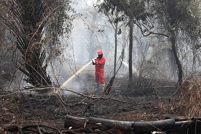 Personel Manggala Agni Daops Kalimantan VIII/Pontianak melakukan pembasahan untuk mencegah api kembali menyala di lahan gambut yang terbakar di Sekunder C, Rasau Jaya 3, Kabupaten Kubu Raya, Kalimantan Barat, Kamis (27/8/2026). (Foto: Antara/Jessica Wuysang)