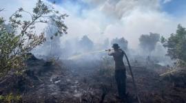 Foto ilustrasi karhutla Pulang Pisau, Kalteng. (Foto: Istimewa)