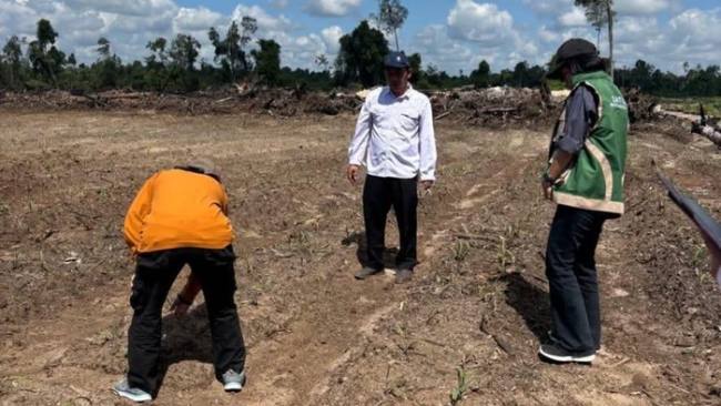 Lahan kering di Kobar akibat el nino. (Foto: Istimewa)