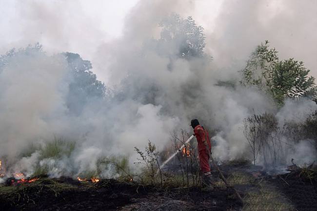 Petugas dari Manggala Agni Daops Sumatera XIV-Banyuasin berusaha memadamkan kebakaran lahan di Desa Pulau Semambu, Kecamatan Indralaya Utara, Kabupaten Ogan Ilir (OI), Sumatera Selatan, Minggu (16/8/2026). (Foto: Antara/Nova Wahyudi)