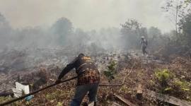 
Petugas BPBD Kotawaringin Timur berjuang memadamkan api karhutla. (Foto: HO-BPBD Kotim)