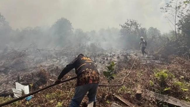 
Petugas BPBD Kotawaringin Timur berjuang memadamkan api karhutla. (Foto: HO-BPBD Kotim)