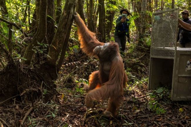 
Proses evaluasi dan pelepasliaran orang utan yang terusir oleh api di Ketapang. (Foto: dok Muffidz Ma'sum/YIARI)