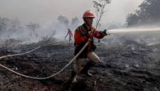 Personel BPBD Provinsi Kalimantan Barat berjalan di lokasi lahan gambut yang terbakar di Dusun Sidomulyo, Desa Limbung, Kecamatan Sungai Raya, Kabupaten Kubu Raya, Kalimantan Barat, Minggu (2/8/2026). (Foto: Antara/Jessica Wuysang)