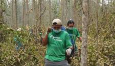 Dua petugas membawa seekor orang utan untuk dikembalikan ke habitatnya di Kutai Timur, Kalimantan Timur (18/9/2026). (Foto: HO-BKSDA Kaltim)