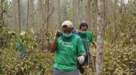 Dua petugas membawa seekor orang utan untuk dikembalikan ke habitatnya di Kutai Timur, Kalimantan Timur (18/9/2026). (Foto: HO-BKSDA Kaltim)