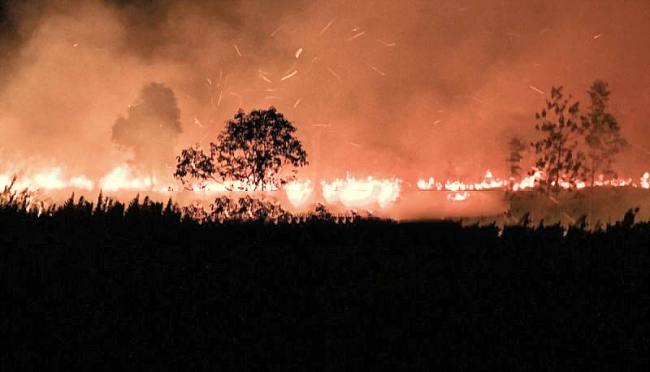 Api membakar lahan di Desa Tumbang Nusa, Kabupaten Pulang Pisau, Kalimantan Tengah, Minggu (30/8/2026). (Foto: Antara/Auliya Rahman)